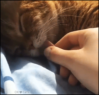 Cat in a deep sleep (coma nap) with a super long tongue! Zzzz... Zzzz... No fucks given Cat in a deep sleep (coma nap) with a super long tongue! Zzzz... Zzzz... No fucks given