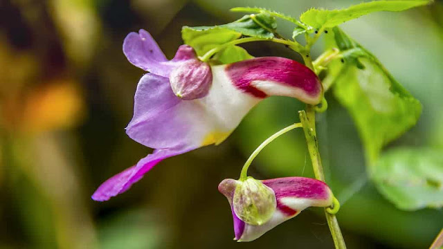 Flor Papagaio da Tailândia