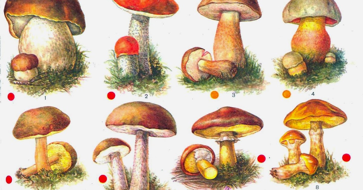 Несъедобные грибы для дошкольников. Съедобные грибы для детей. Рисунки съедобных грибов. Съедобные грибы рисунок. Рисунок съедобных грибов для детей