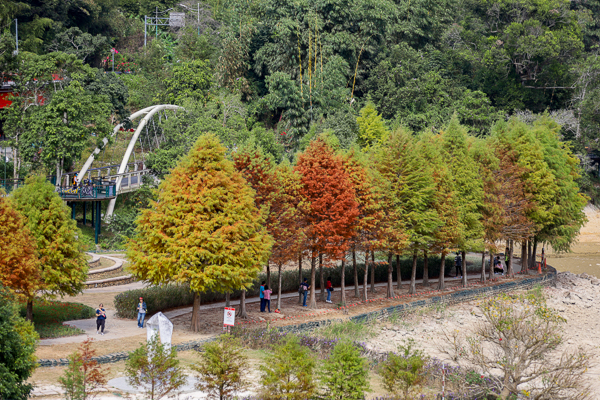 南投日月潭向山落羽松，湖光山色搭配自行車道和雙心花園美不勝收