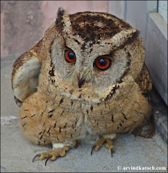 owl indian scops otus encounter sized mid close