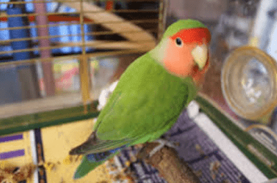 perawatan burung lovebird