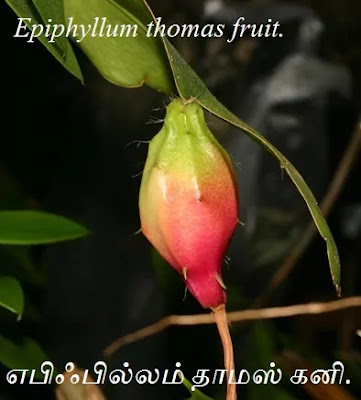 Epiphyllum thomas fruit