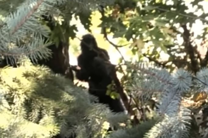 Michigan Bigfoot Photos Go Viral!