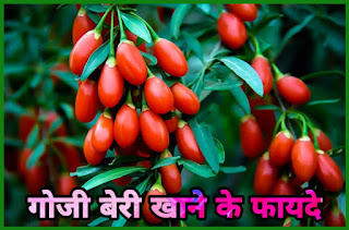 गोजी बेरीज फल की जानकारी हिंदी में - Goji Berries Fruit Information In Hindi