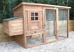 best chicken for small coop 6