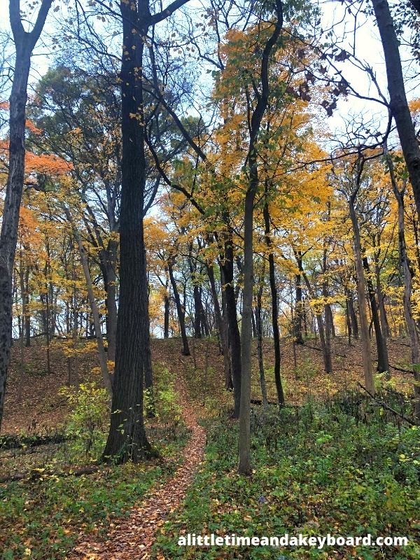 A Little Time and a Keyboard Blissful Forest Bathing in Bliss Woods