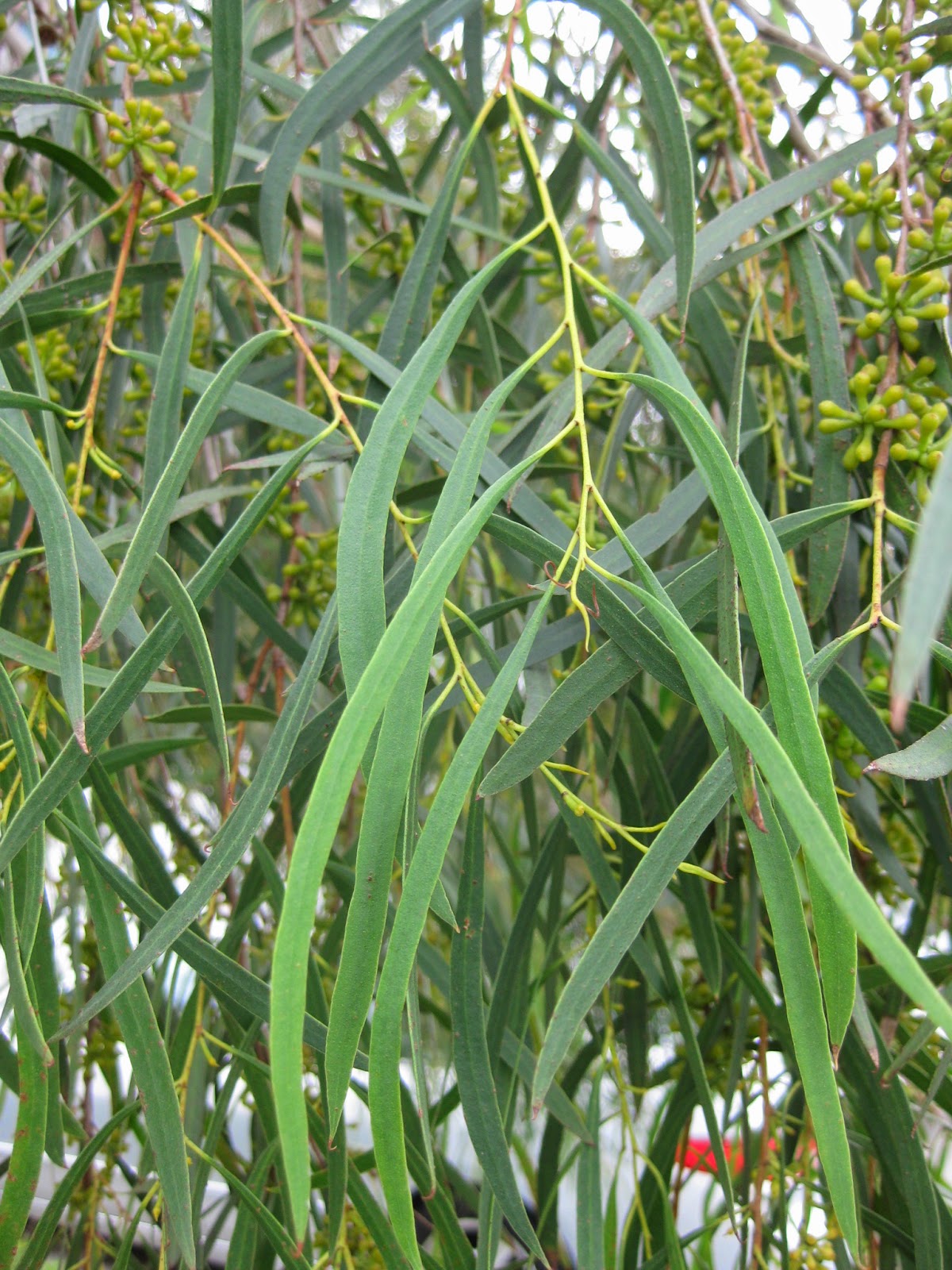Trees of Santa Cruz County Eucalyptus pulchella Narrow Leafed Peppermint Tree