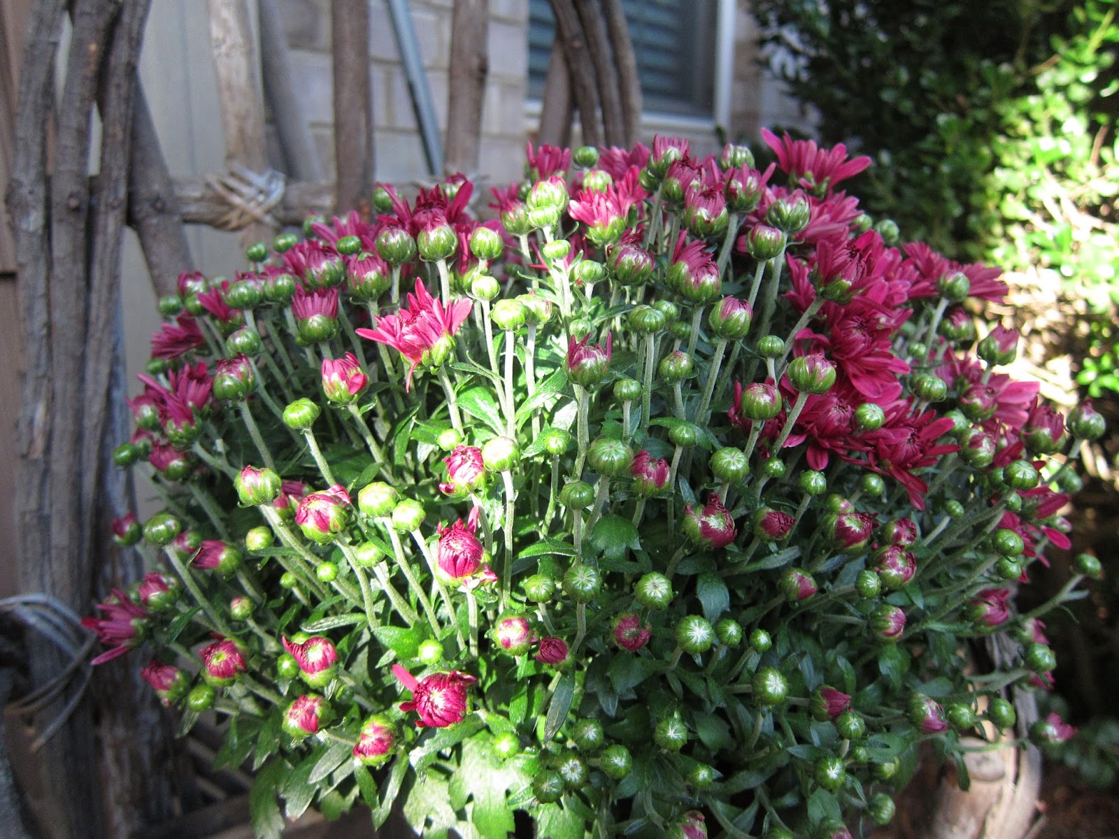 pepper medley Potted Mums Are Dying