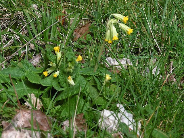 Cowslip Primula veris.  Indre et Loire, France. Photographed by Susan Walter. Tour the Loire Valley with a classic car and a private guide.