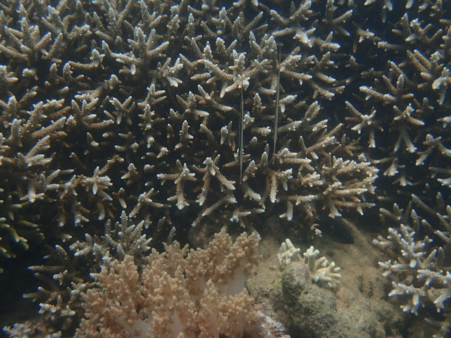 Aeoliscus strigatus Aeoliscus strigatus