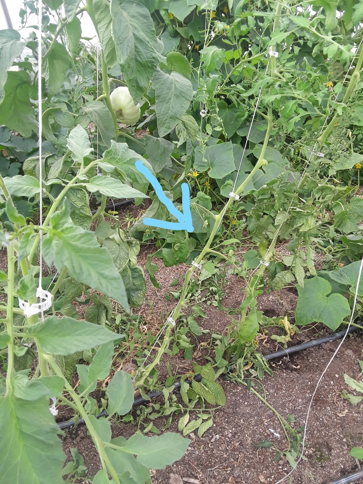 The Life of Merrill and Carol Johnson Dropping Tomato Plants