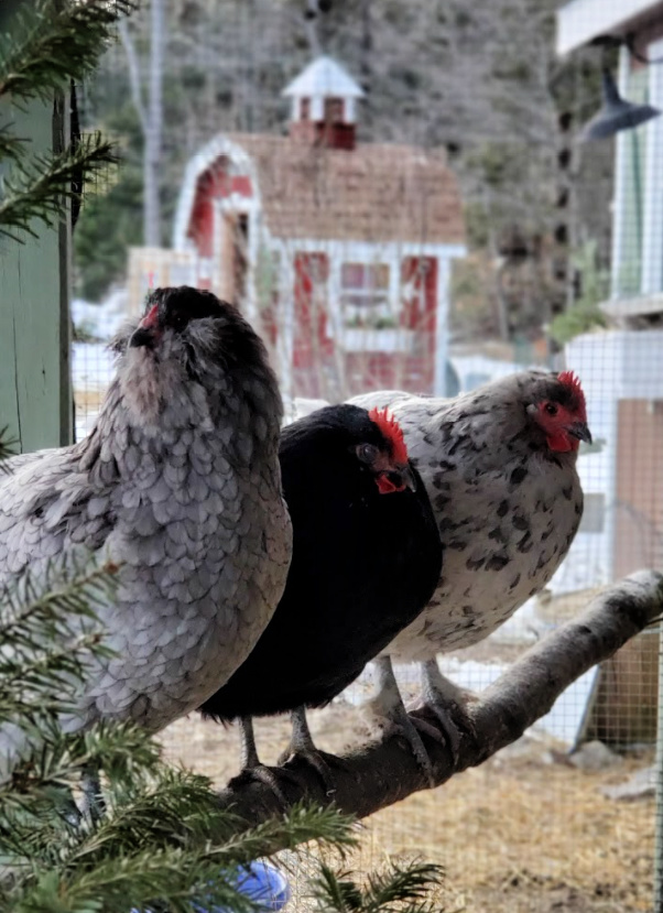 How to Winterize your Chicken Run Fresh Eggs Daily® with Lisa Steele