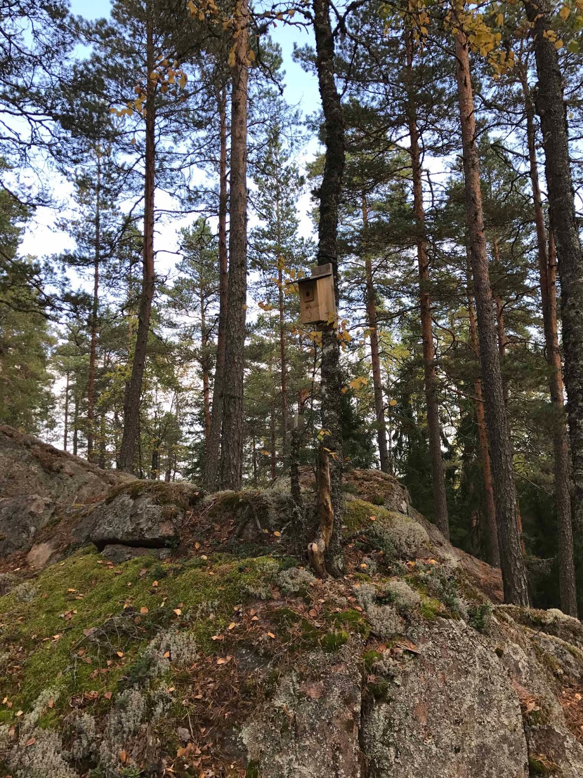 Nuuksion kansallispuiston maisemia Suomalaista metsämaisemaa