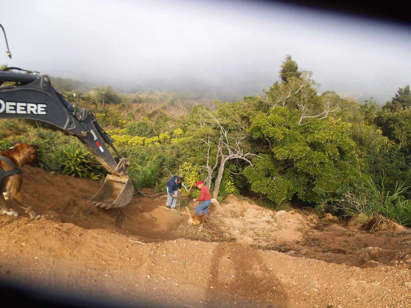 Costa Rica Rose Cows and Day 1 of the Backhoe!