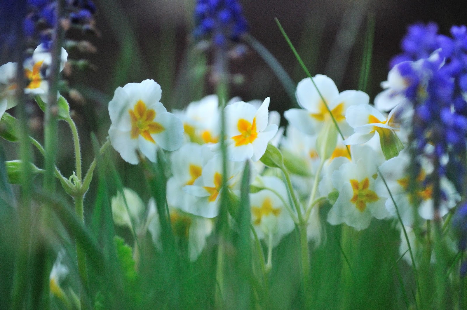 NAMC montessori preschool student introducing gardening primulas white flowers