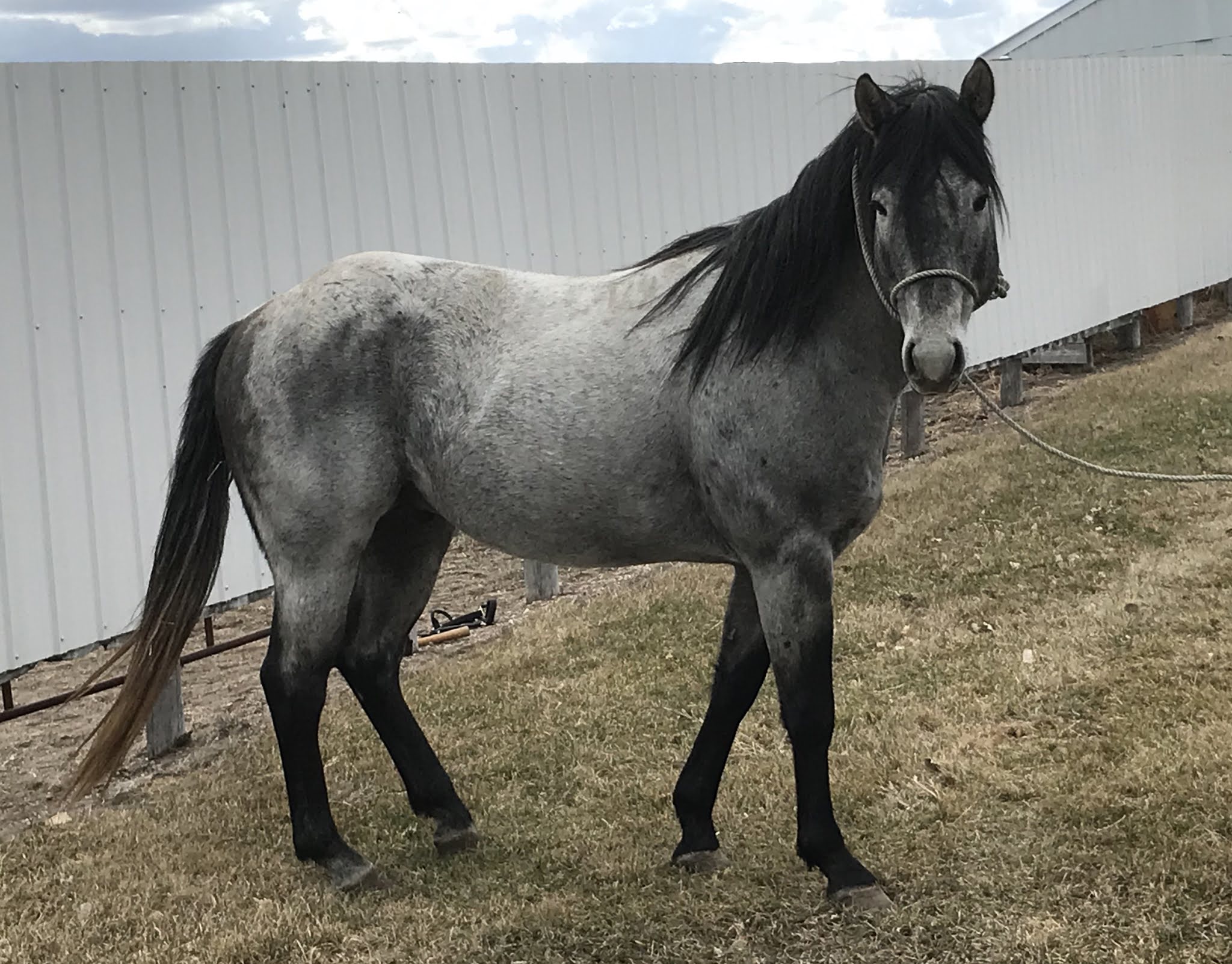 RPony Registered Quarter Horses at Spring Lake Ranch RPONY Studs