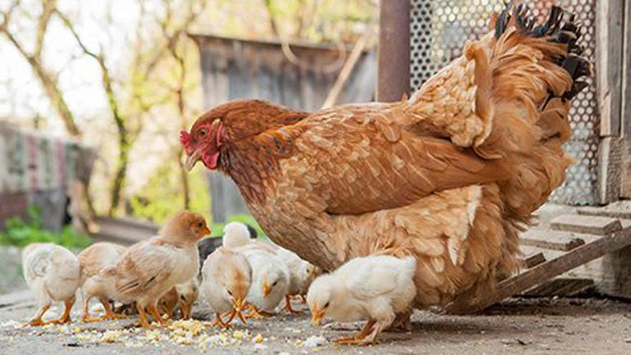 11 tips to start Backyard poultry farming