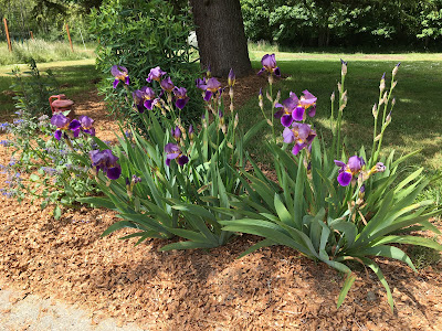 irises in our yard