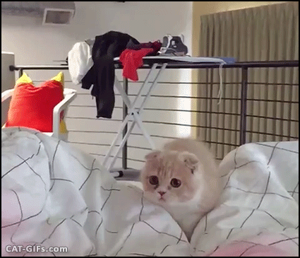Amazing Cat GIF • WOW! Ninja cat jumping and flying over bed in slow motion Amazing Cat GIF • WOW! Ninja cat jumping and flying over bed in slow motion