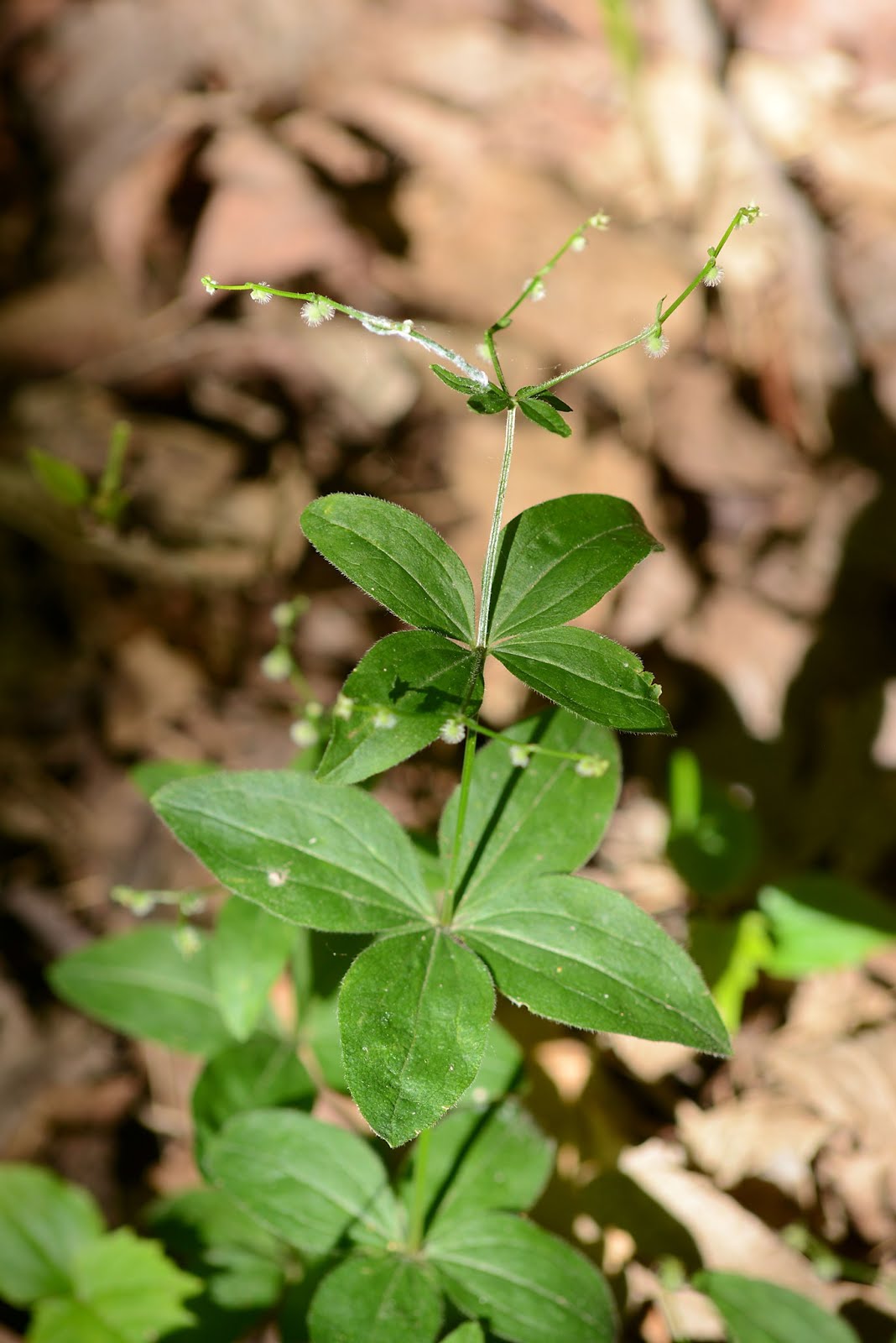 Indiana Plant A Day Licorice Bedstraw