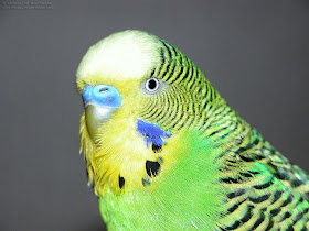 MY BIRDS PICS: PARROT'S PRICE IN INDIA
