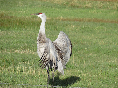 sandhill crane