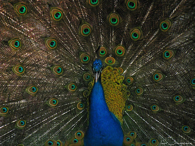 Pauni Peacocks Pfauen Pavos reales