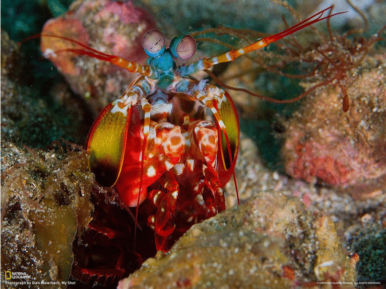 wallpapers Mantis Shrimp Breaking Glass Gif the glass character