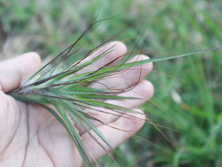 rumput bujang