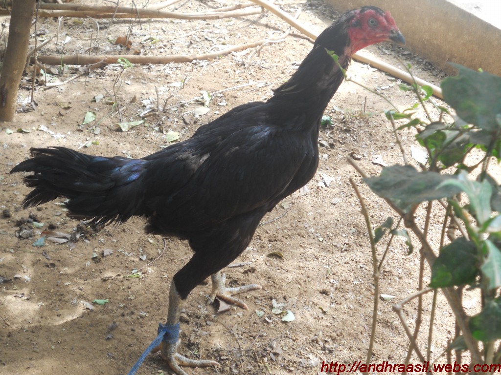 Fighting Rooster: Kagar Java Asil Hen