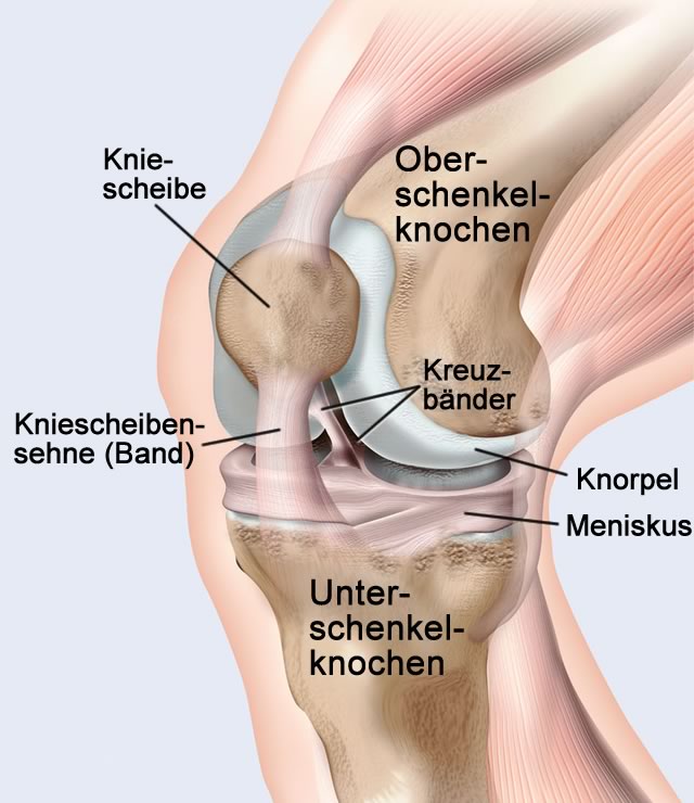 Menisken - sebasoch