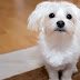 12 Reasons Why No One Should Ever Have A Maltese