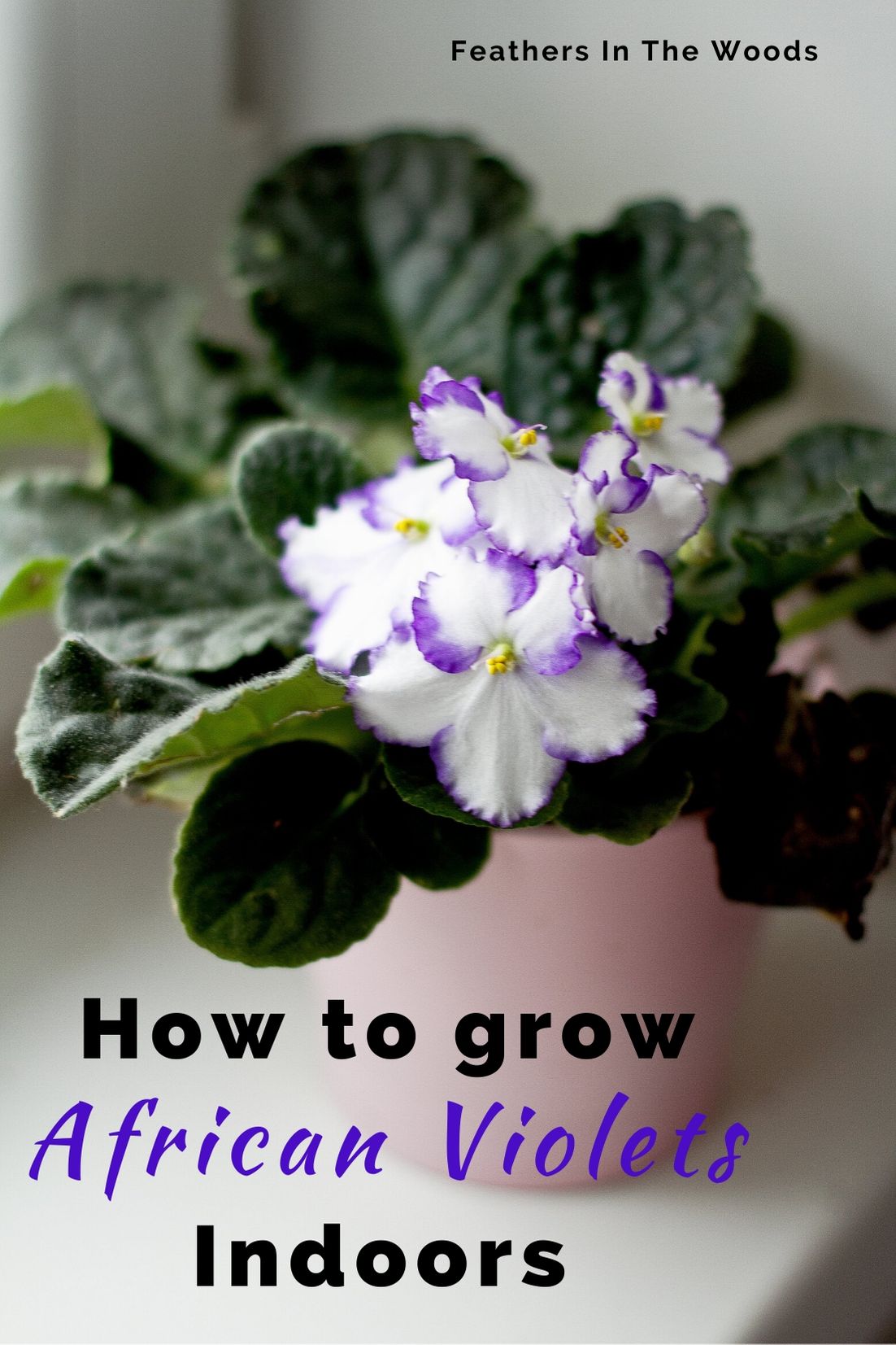 How to grow African violets indoors Feathers in the woods