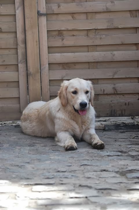 golden retriever, perdue, disparue, thullies, le roeulx, belgique, chien perdue,couleur creme, recompense, alex maigney