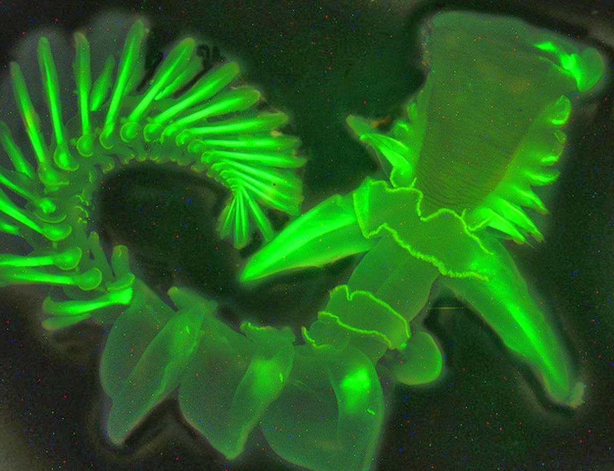 Salish Sea News and Weather November 2013