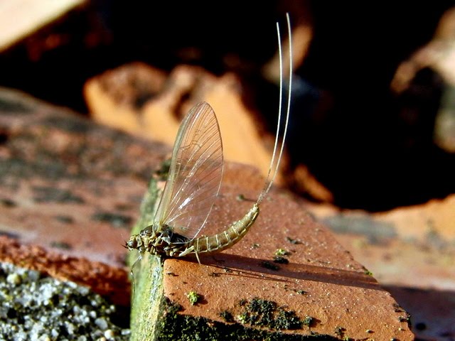 VILLENATURA Rhithrogena semicolorata