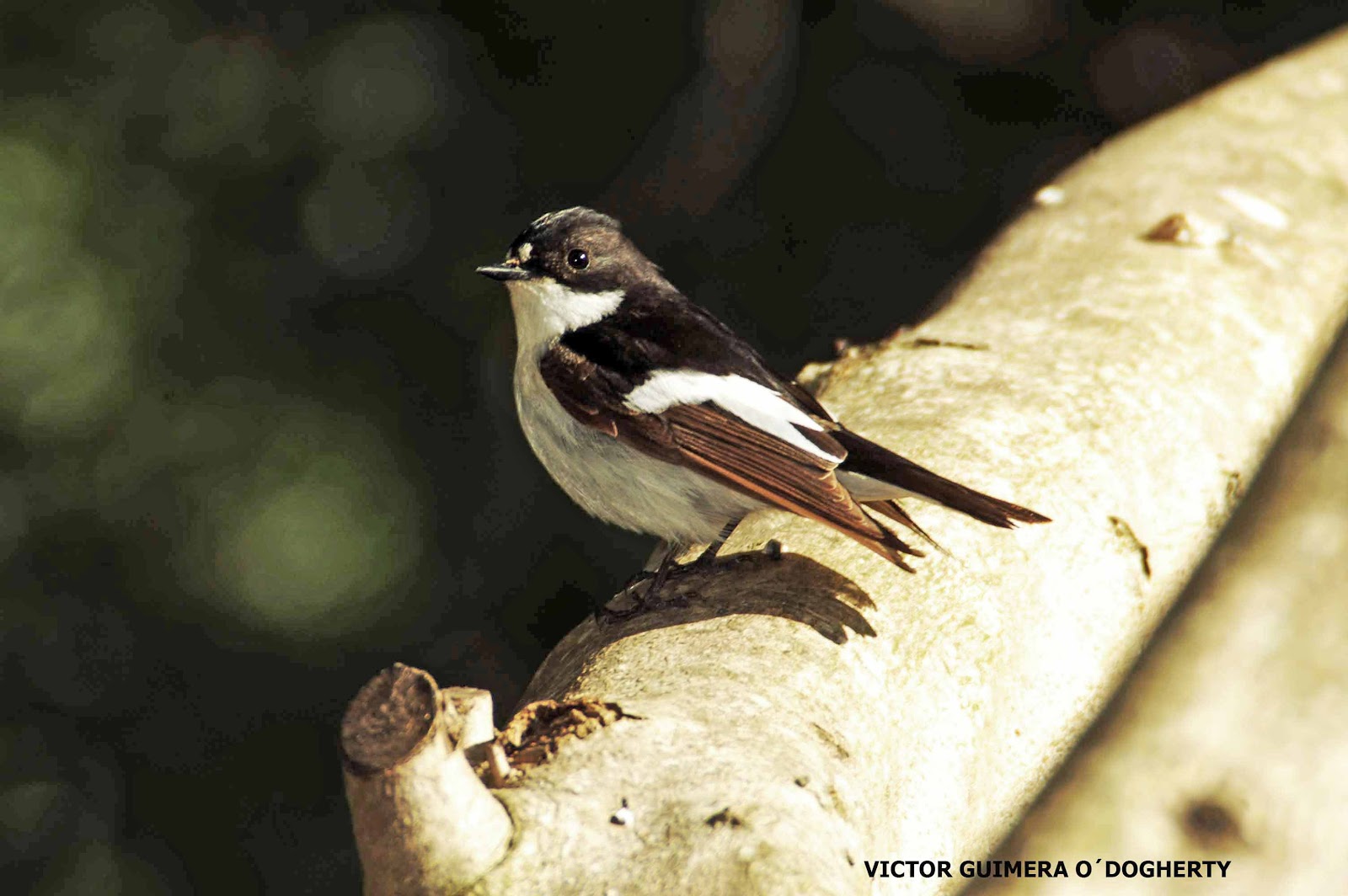 Mis imágenes de aves: PAPAMOSCAS CERROJILLOS
