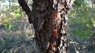 Narrow-leaved Geebung (Persoonia linearis) Protected