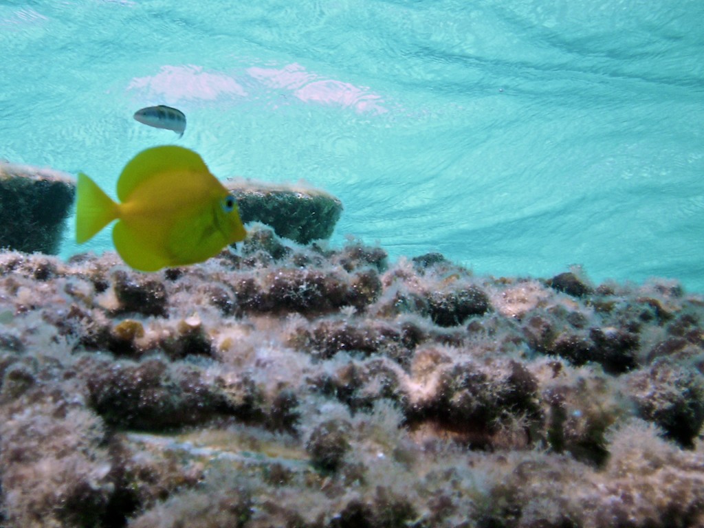 Derek Brad Photography Bahamas Underwater