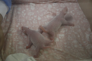 B%25C3%25A9b%25C3%25A9s%2Bpandas%2B1%2B%2526%2B2%2B%25281%2529