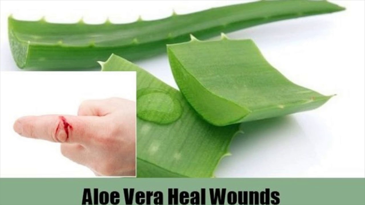 Aloe vera