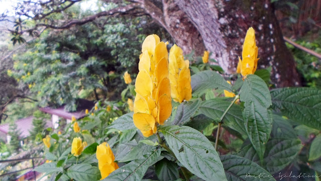 Terrazas de Flores Cebu Botanical Garden