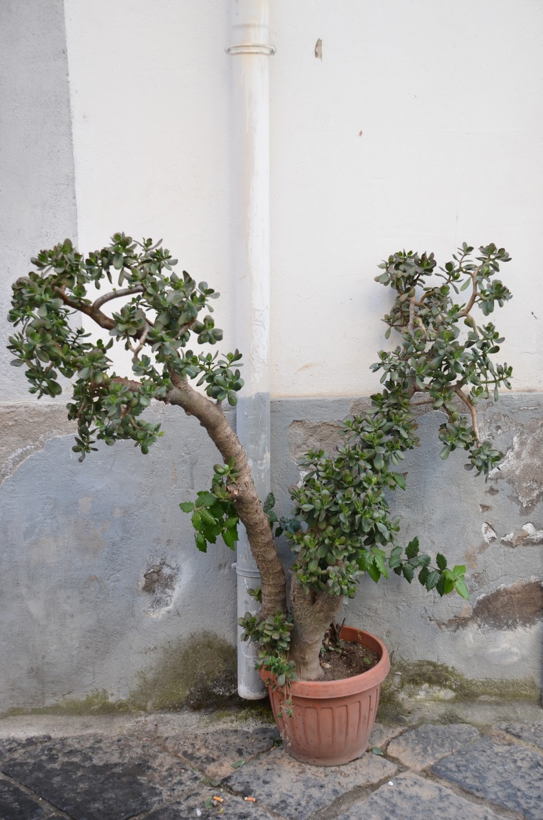 CAN YOU ROOT JADE PLANT CUTTINGS IN WATER? The Garden of Eaden
