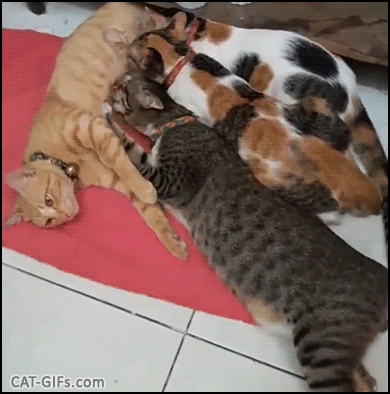 Amazing Cat GIF • Milk bar is open even when 3 kitties are bigger than Mama cat! Amazing Cat GIF • Milk bar is open even when 3 kitties are bigger than Mama cat!