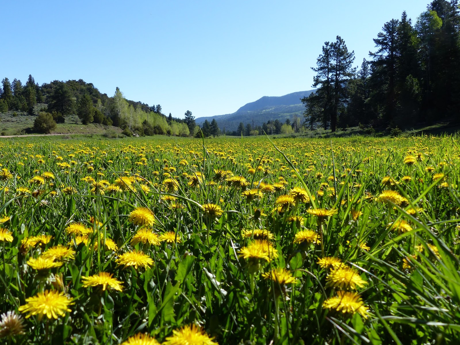 Land Cruising Adventure Camping near Yankee Meadows Campground Dixie