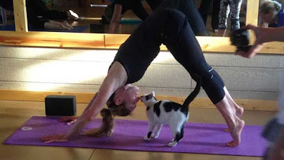 Cat and owner Yoga