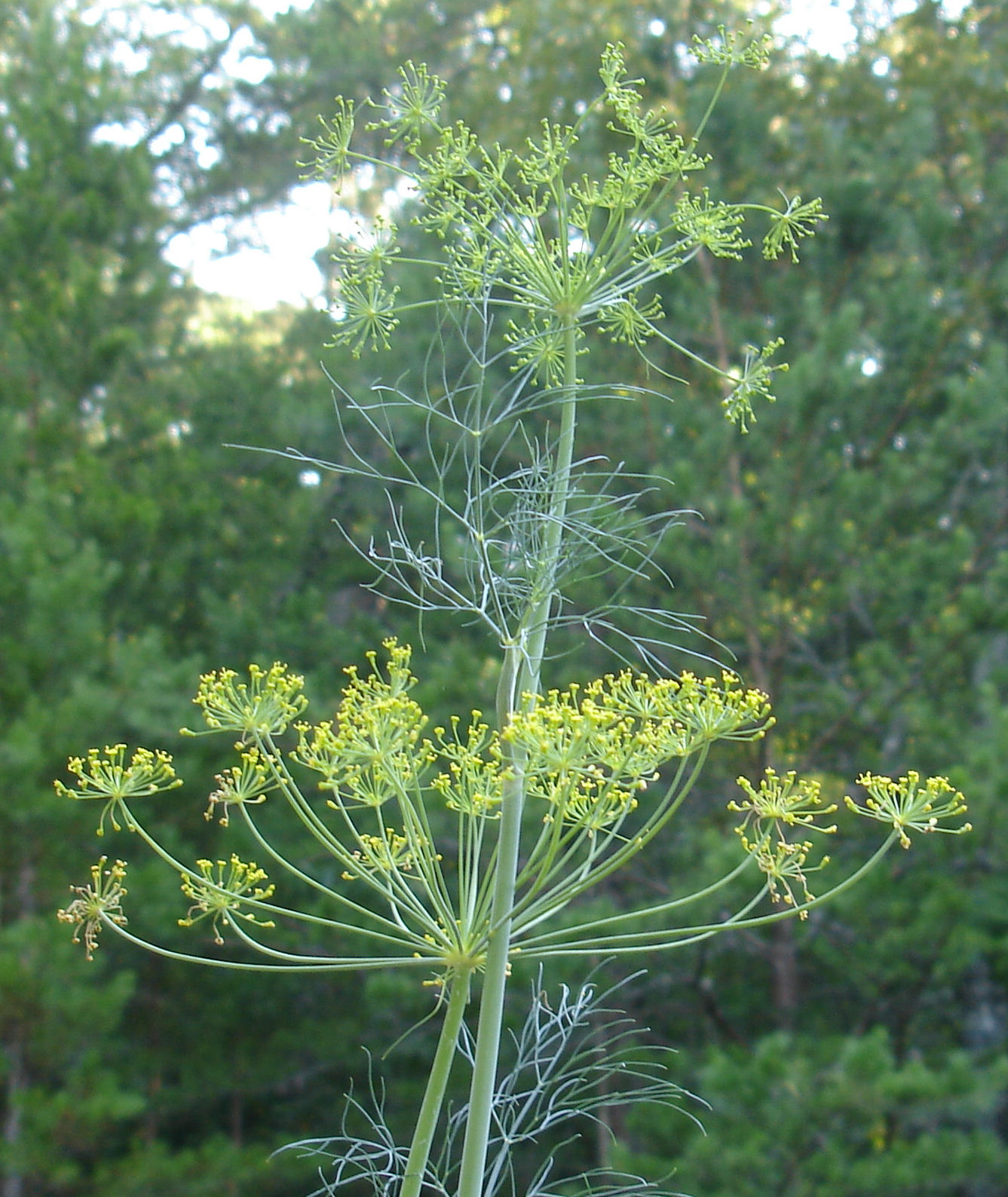 Blue Starr Gallery Finches, Fernleaf Dill, and Rudbeckia