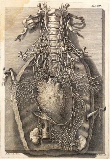 Сердце.  Иллюстрация из книги Джованни Ланчизи  «De motu cordis et aneurysmatibus». 1728 год Wellcome Collection