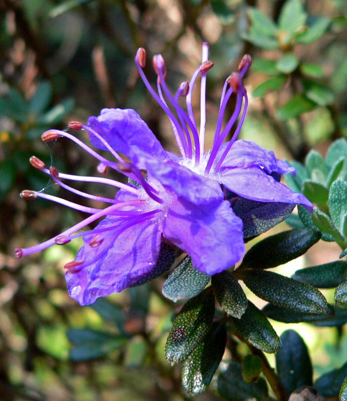 HOW TO GROW RHODODENDRON IMPEDITUM The Garden of Eaden